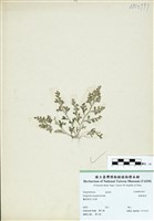 藏品(膜葉卷柏)的圖片